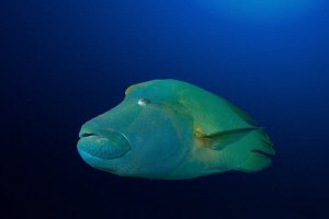 Napoleon Wrasse, cut out in photoshop to clean the backgr... by Jon Kreider 